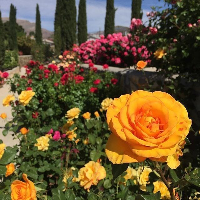 El Paso Municipal Rose Garden
