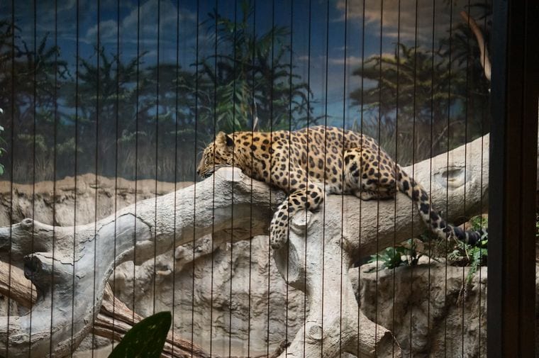 Erie Zoo
