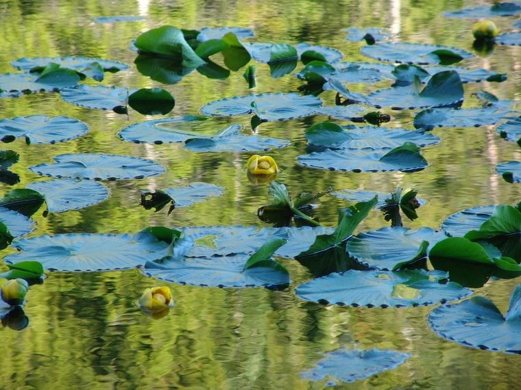 Lily Lake