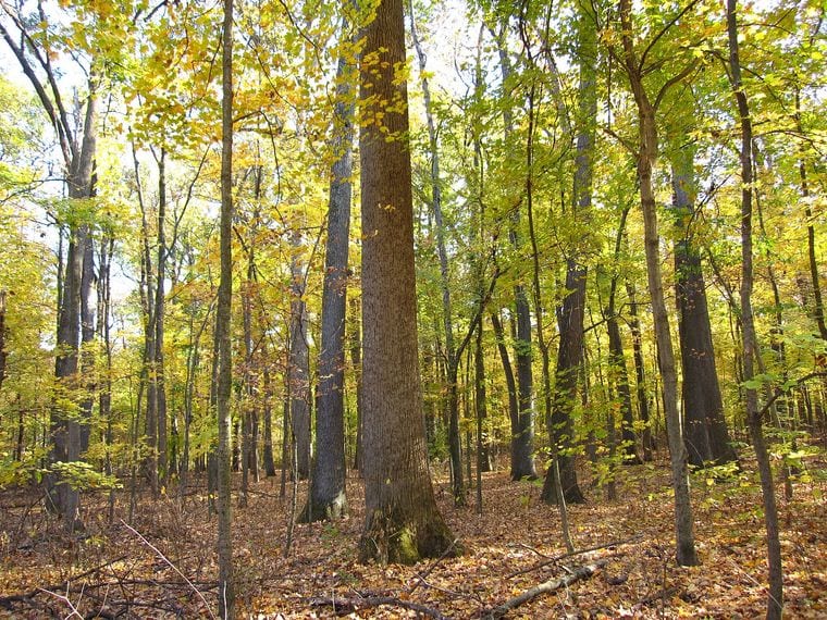 Wesselman Woods