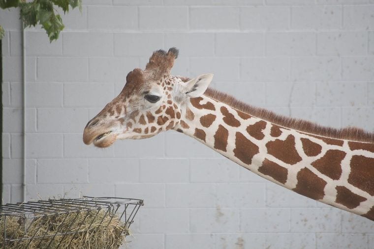 Mesker Park Zoo