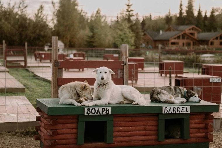 Trail Breaker Kennel