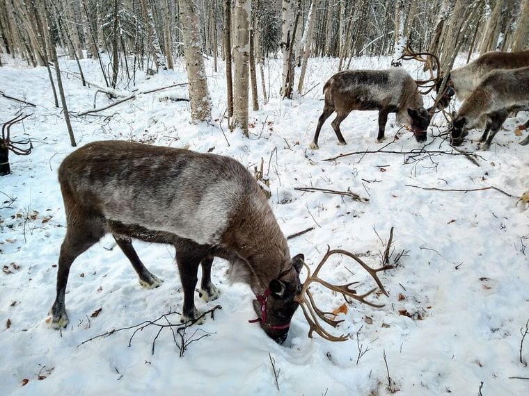 Running Reindeer Ranch