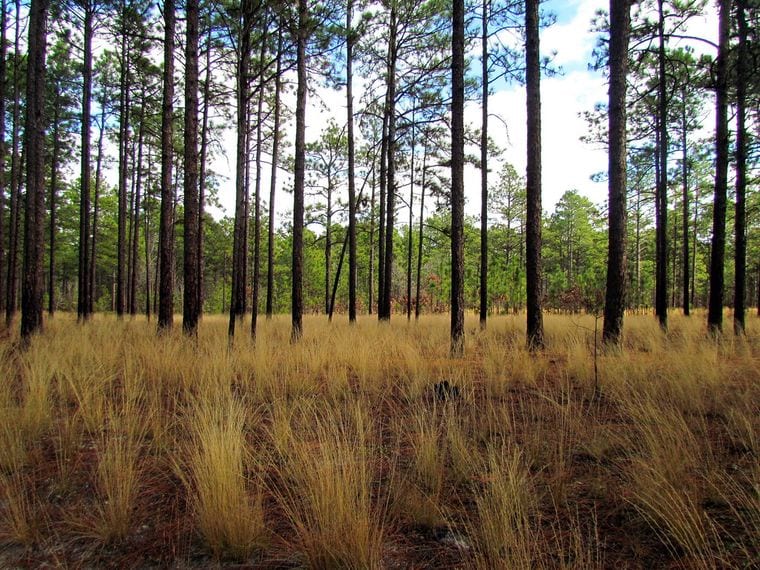 Weymouth Woods – Sandhills Nature Preserve