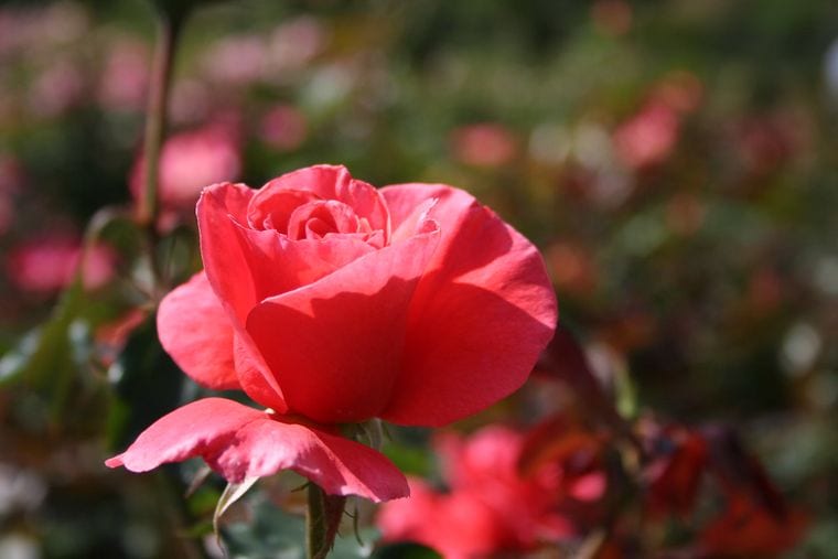 Fayetteville Rose Garden
