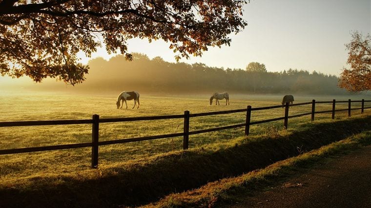 Triple T Ranch