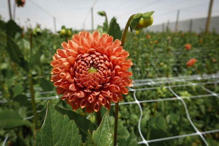 Fishers Flower Farm
