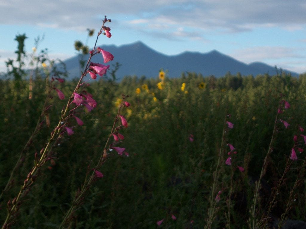 The Arboretum At Flagstaff