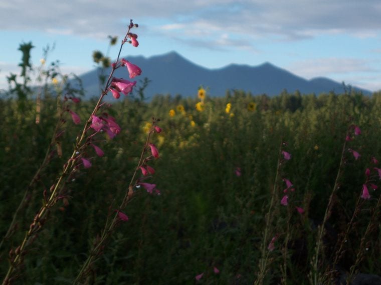 The Arboretum At Flagstaff