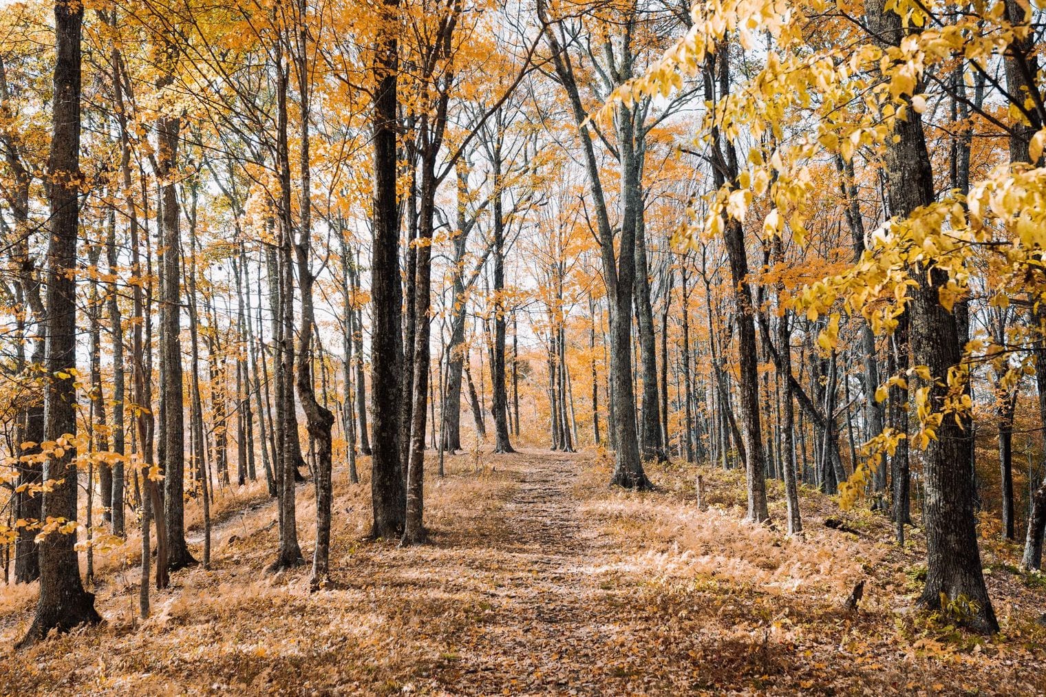 Roaring Fork Motor Nature Trail