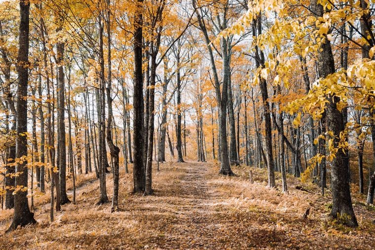 Roaring Fork Motor Nature Trail