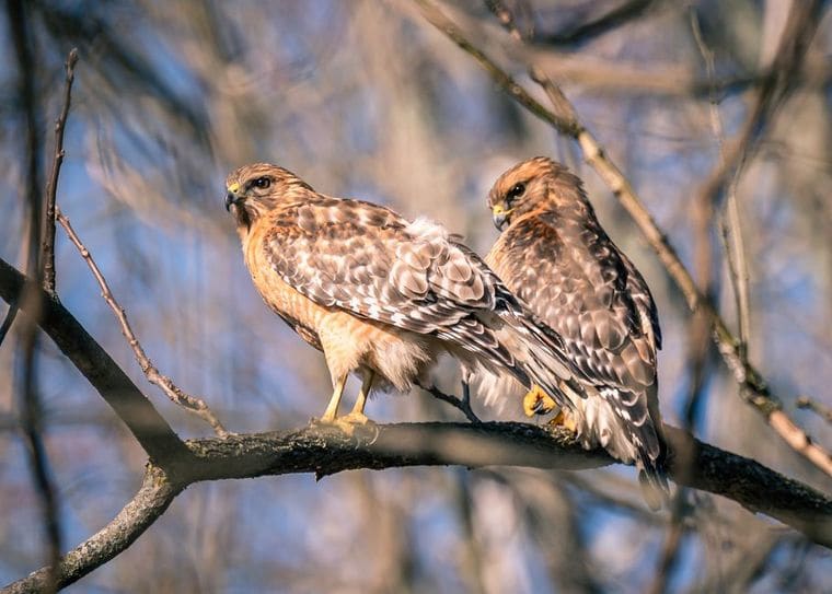 The Hawks