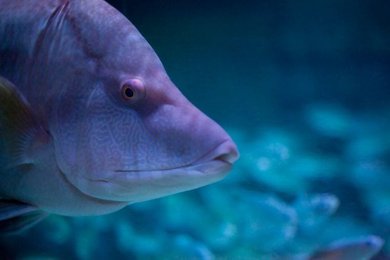SEA LIFE Grapevine Aquarium