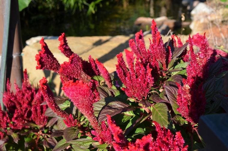 Botanical Garden at Heritage Park