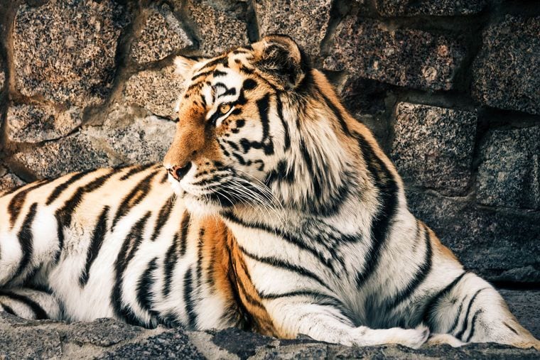 Animal Park at the Conservators Center