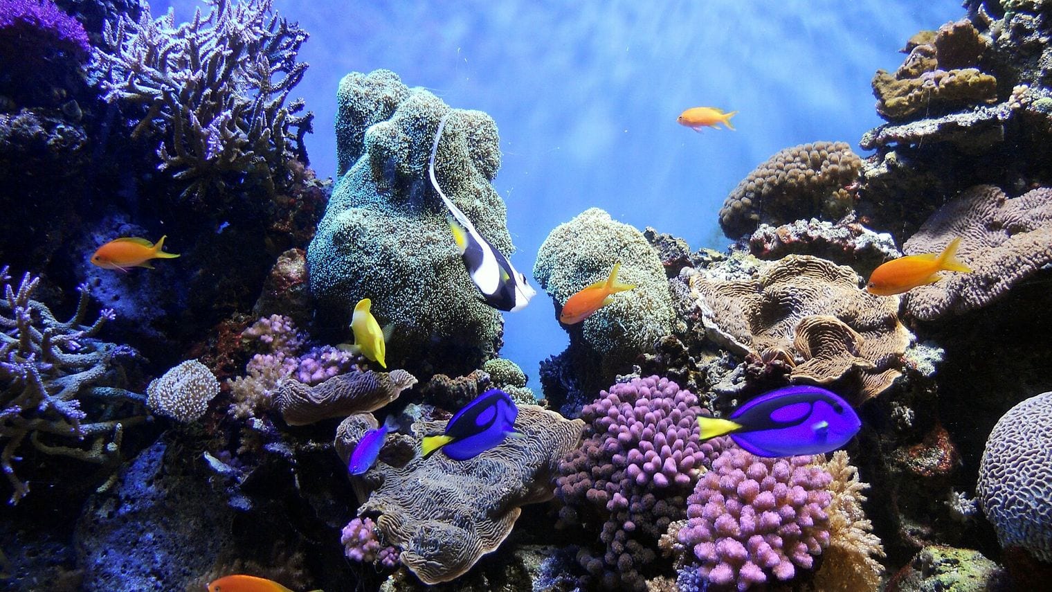 UnderWater World, Guam