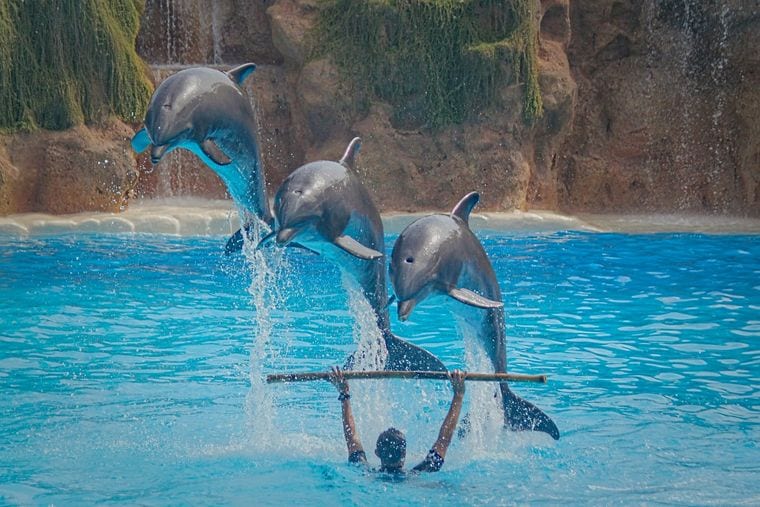 Institute for Marine Mammal Studies