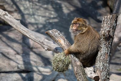 Korkeasaari Zoo