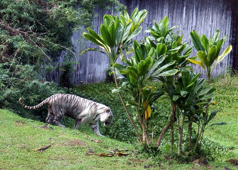 Panaewa Rainforest Zoo
