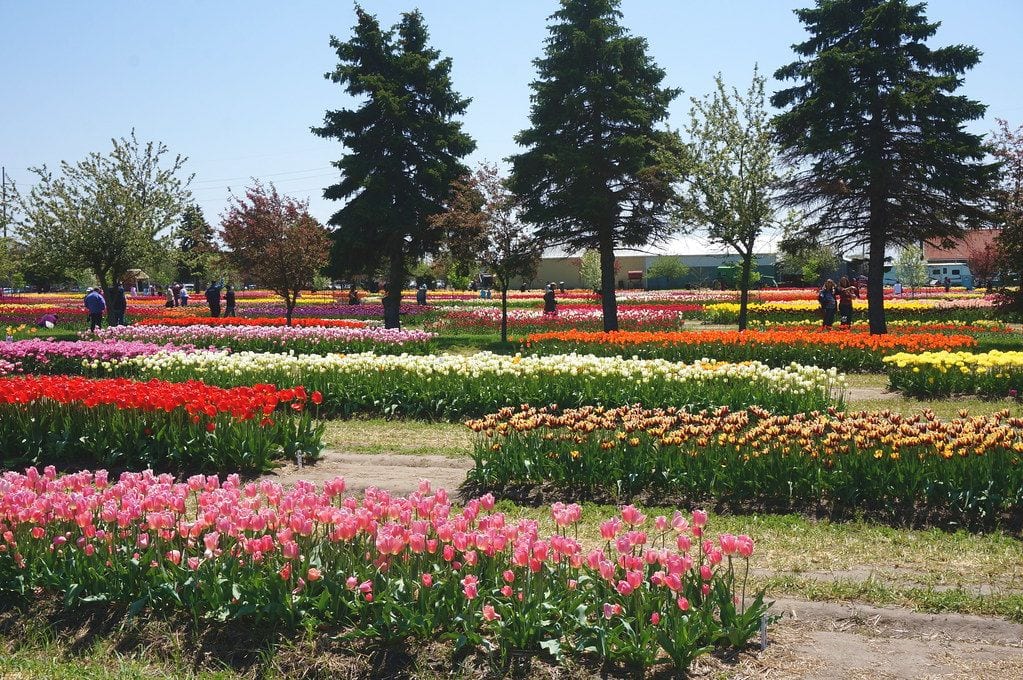 Veldheer Tulip Gardens, Holland, Michigan