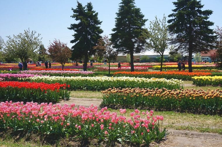 Veldheer Tulip Gardens