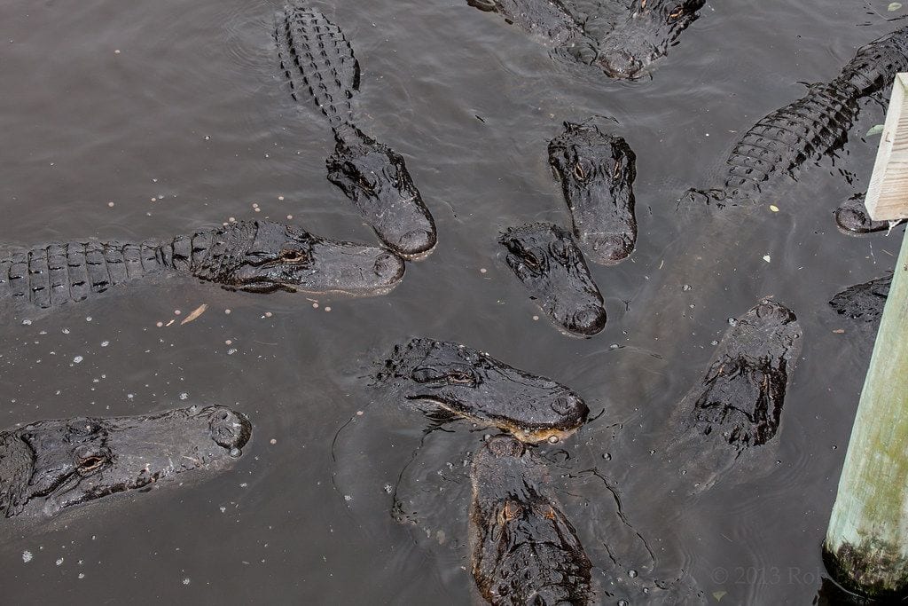 Arkansas Alligator Farm and Petting Zoo
