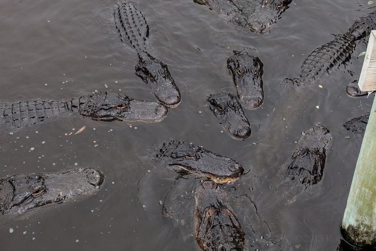 Arkansas Alligator Farm & Petting Zoo