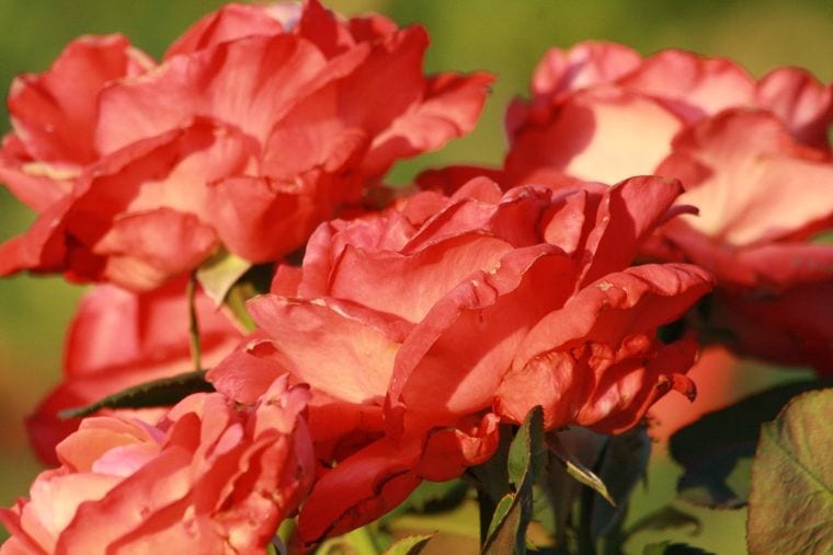 Ritter Park Rose Garden