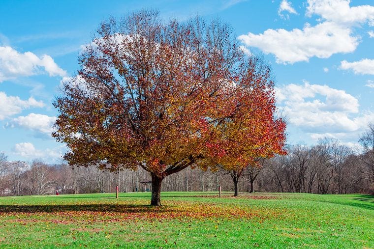 Barboursville Park