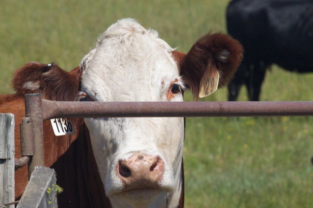 Reeds Dairy, Idaho Falls, Idaho
