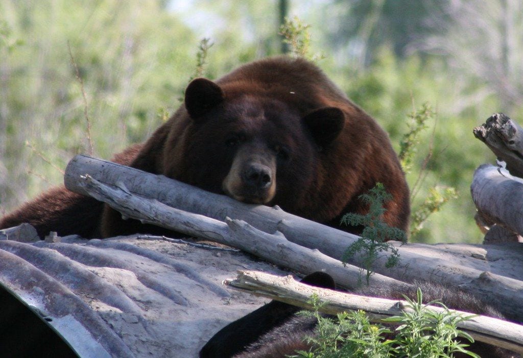 Yellowstone Bear World, Idaho Falls, Idaho