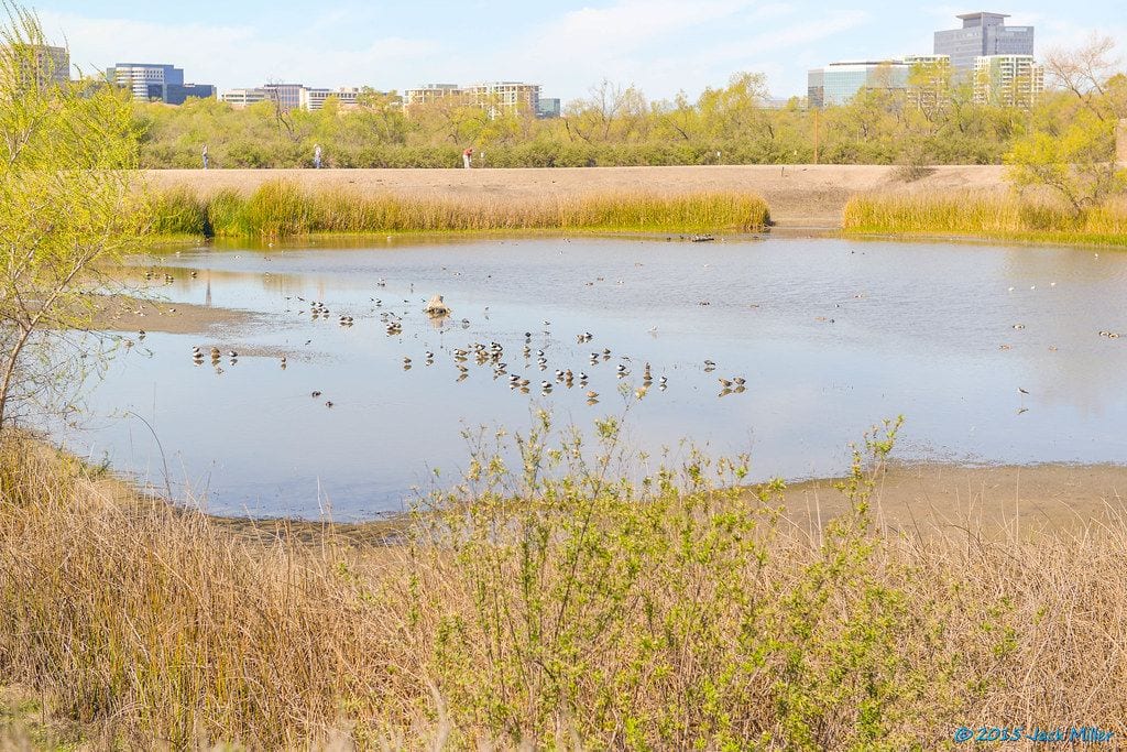 San Joaquin Marsh &amp; Wildlife Sanctuary, Irvine, California