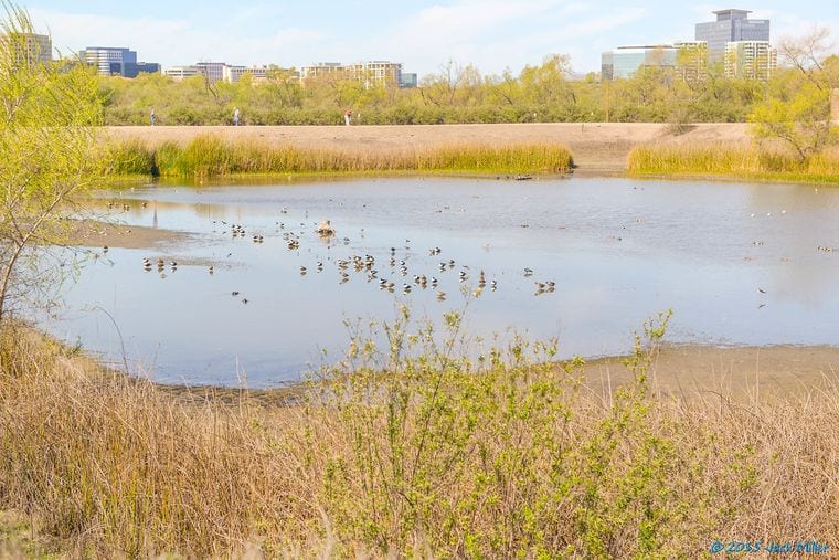 San Joaquin Marsh & Wildlife Sanctuary