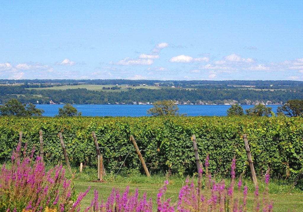 Ithaca Vineyard