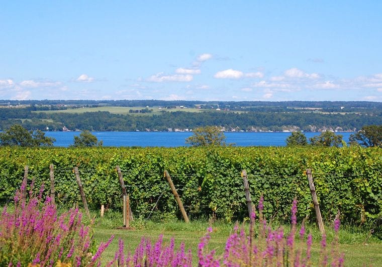 Six Mile Creek Vineyard