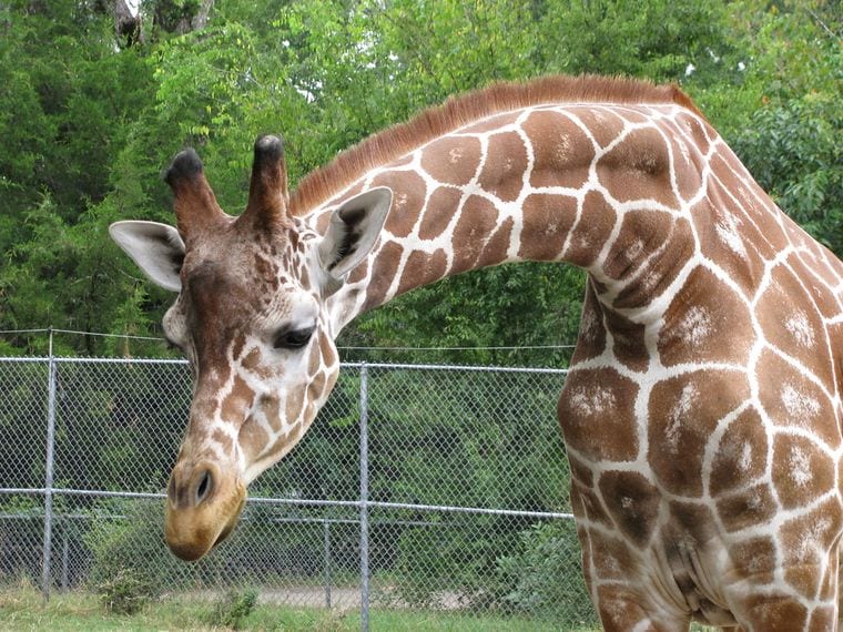 The Jackson Zoo