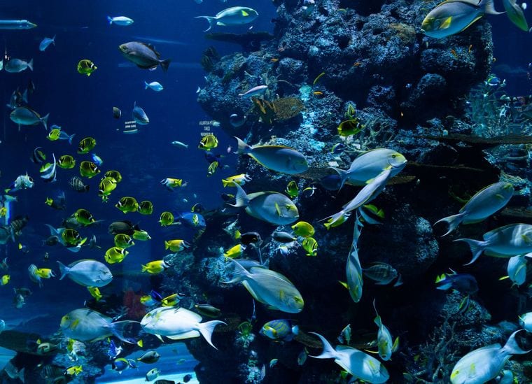 New Jersey SEA LIFE Aquarium