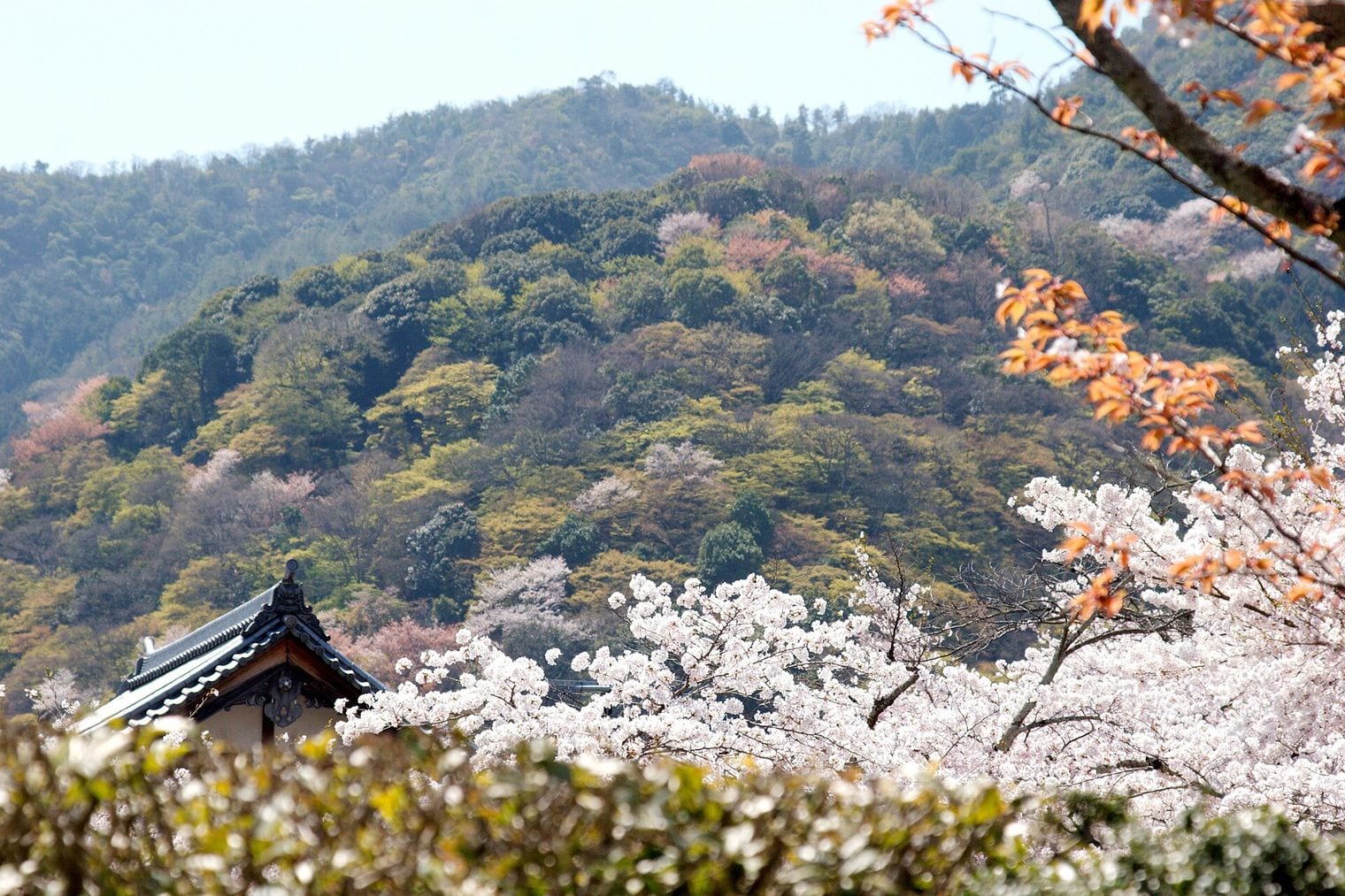 Tenryu-ji, Japan