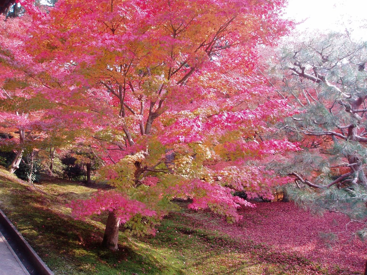 Tōfuku-ji Temple, Japan