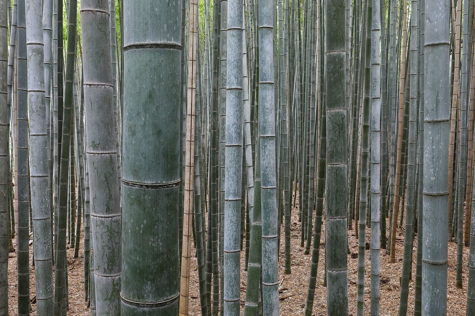 Arashiyama Bamboo Forest, Japan