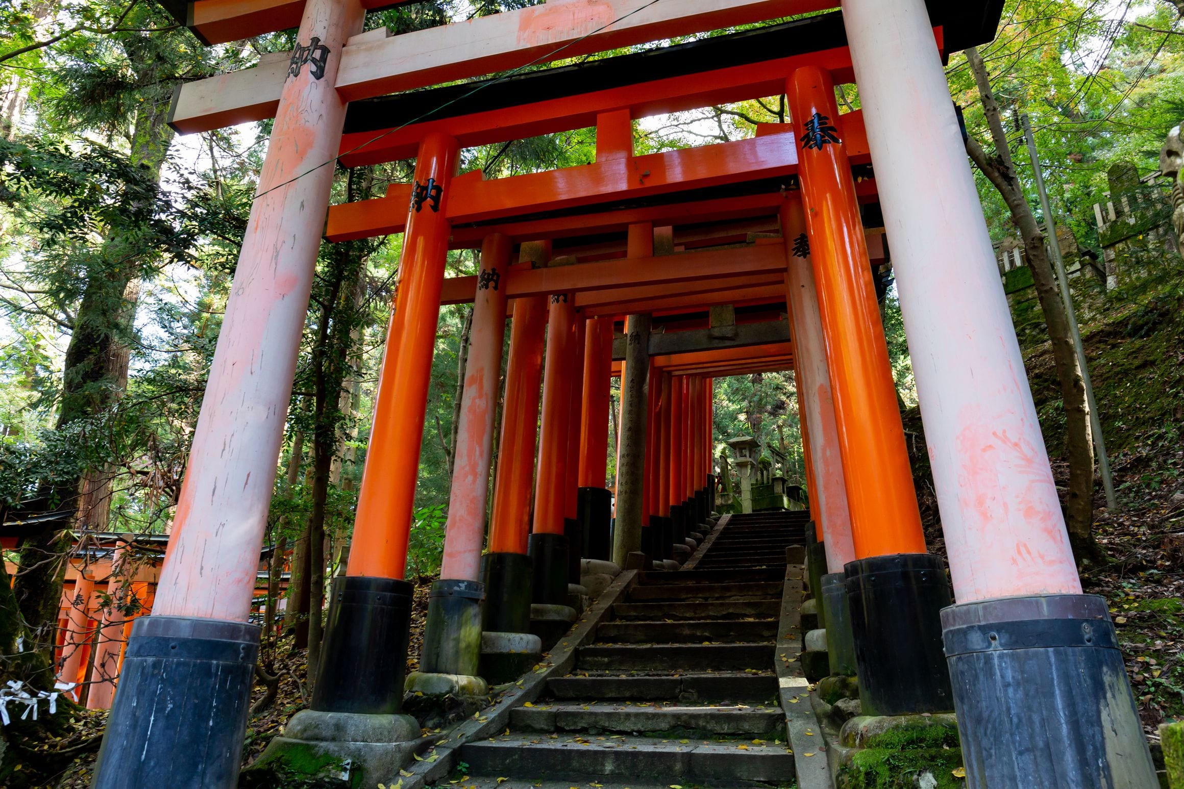 A tunnel of closely spaced vermilion torii gates on the wooded mountain trail at Fushimi Inari Taisha in Kyoto
