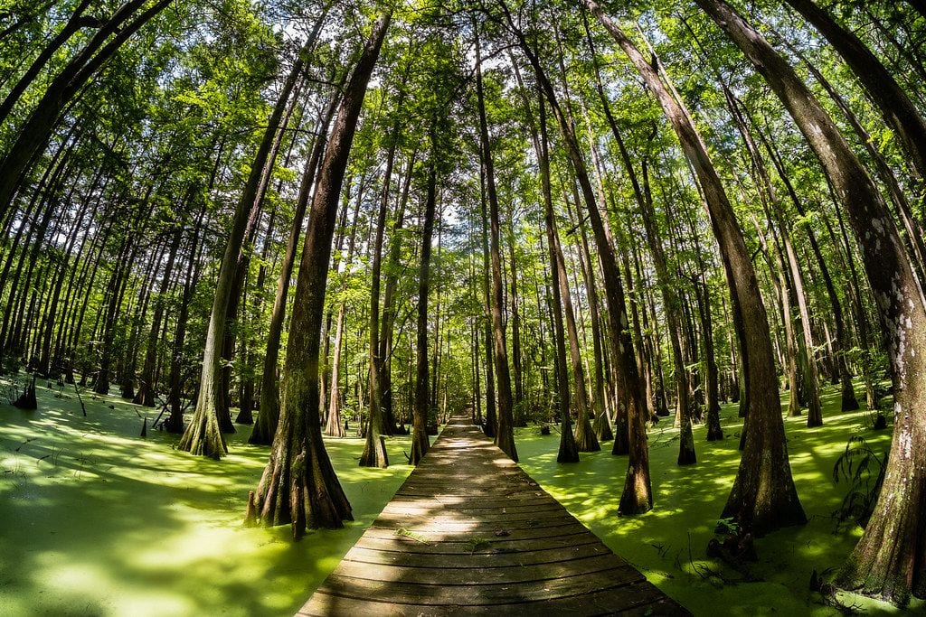Louisiana State Arboretum State Preservation Area