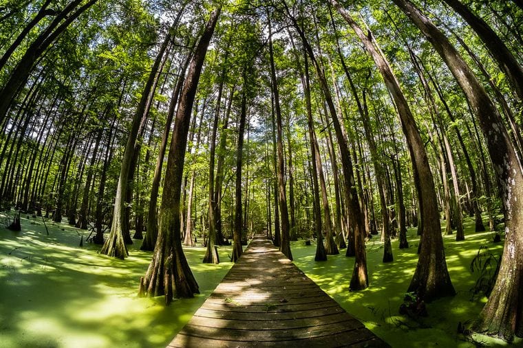 Louisiana State Arboretum State Preservation Area