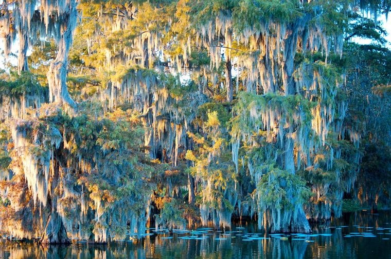 Cypress Island Preserve