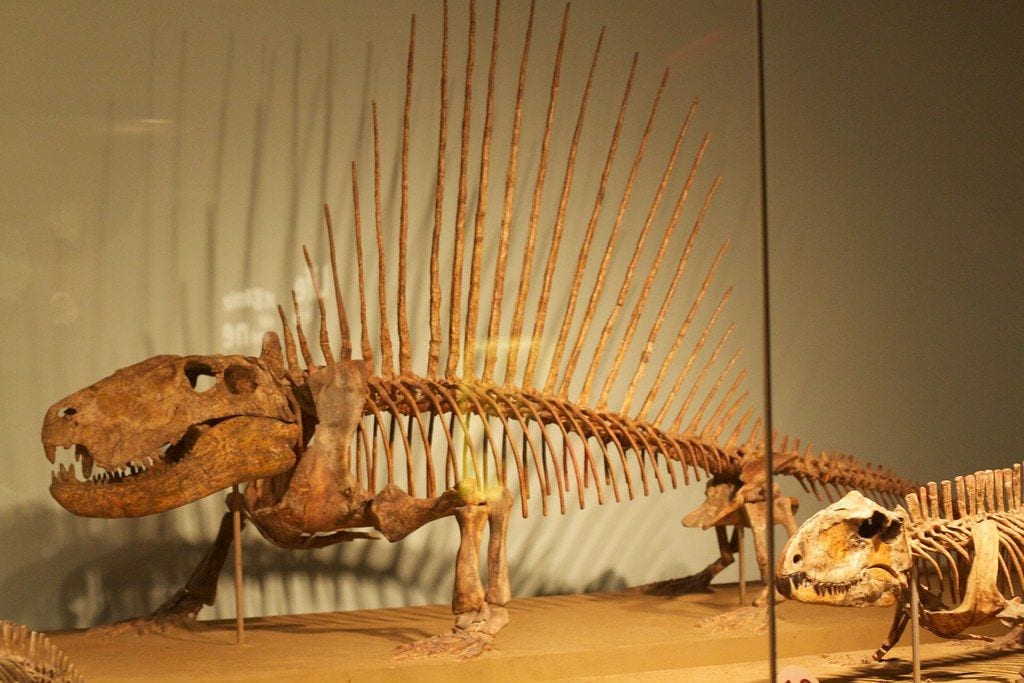 The Museum of Nature and Science1, Las Cruces, New Mexico