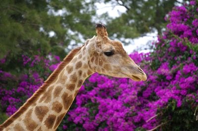 Jardim Zoológico