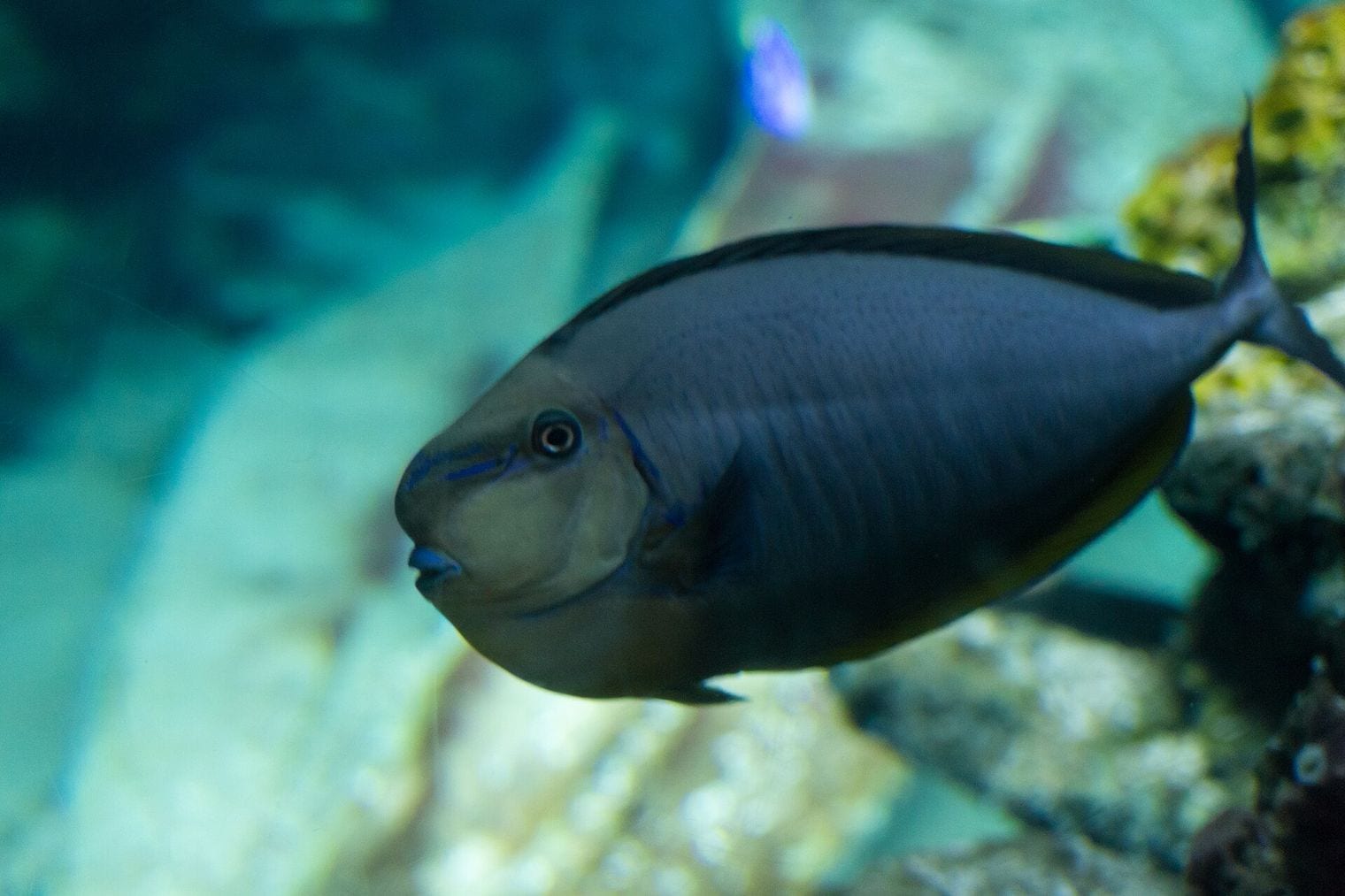 SEA LIFE London Aquarium, England