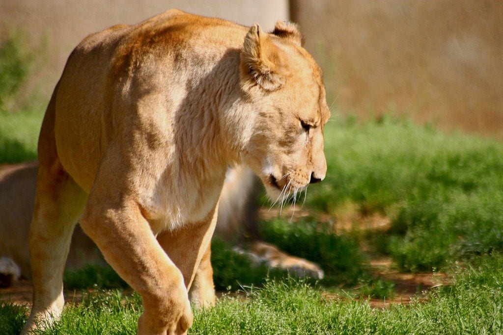 Louisville Zoo