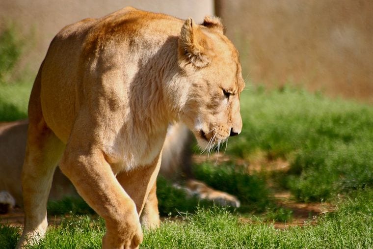 Louisville Zoo