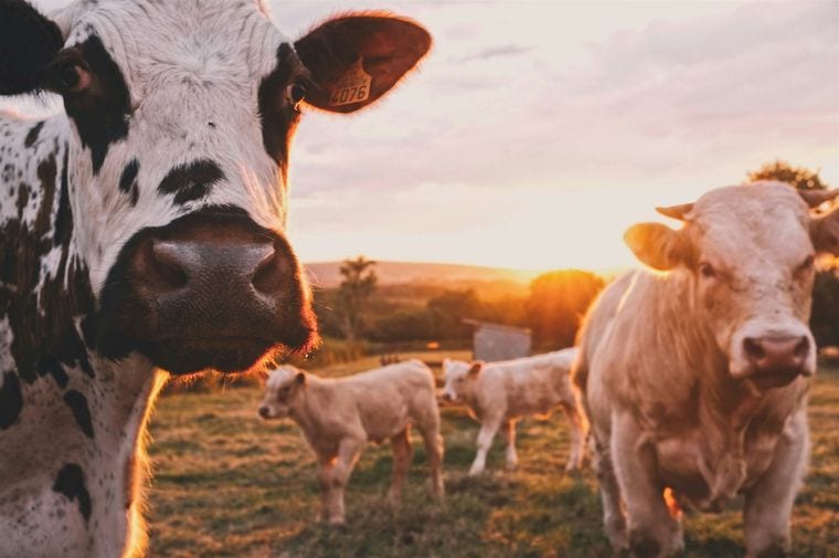 Country Dairy
